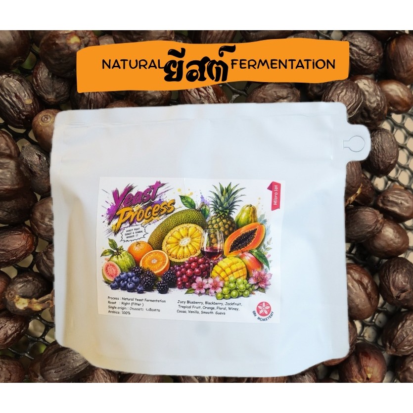 Natural Yeast process#01 | กาแฟหมักยีสต์ Specialty Coffee บ้านขุนลาว เชียงราย คั่วอ่อน