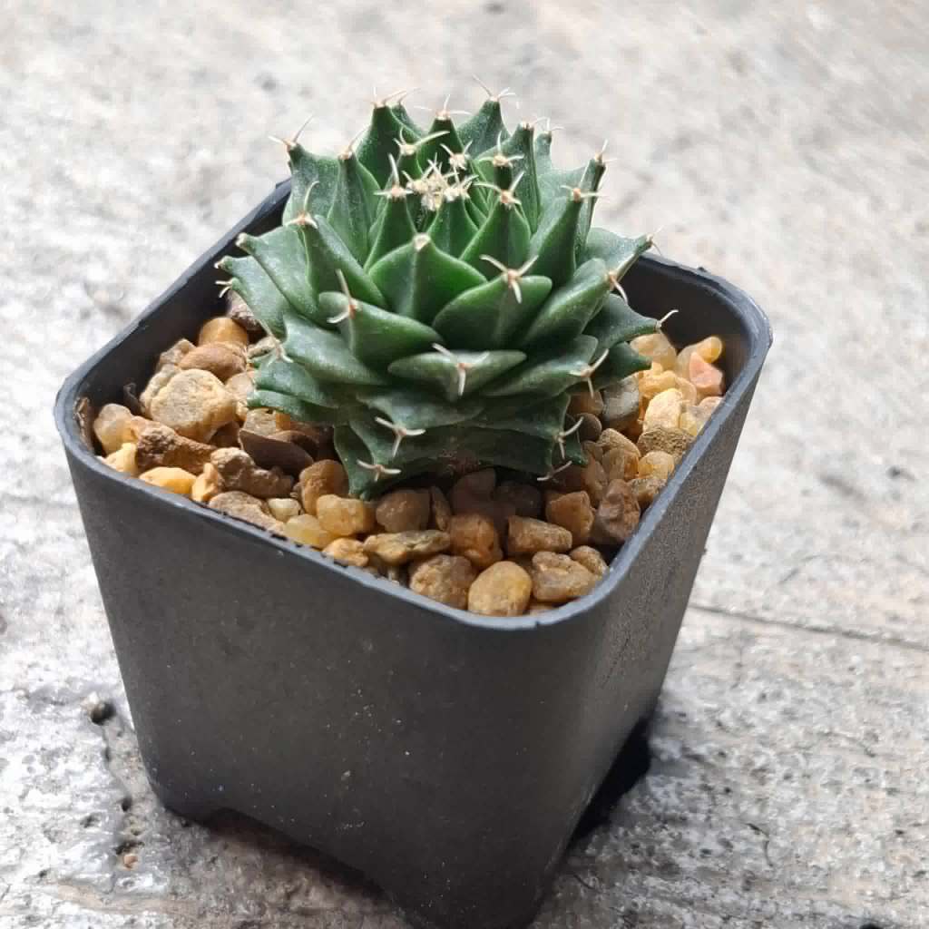 โอบรีโกเนีย Obregonia denegrii แคคตัสกลีบกระทง กลีบกระทงทอง ขนาดกระถาง 2 นิ้ว