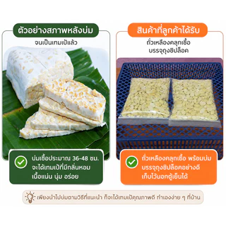เทมเป้สด(บ่มเอง)(สั่ง5แถม1)ถั่วเหลืองหมักจากธรรมชาติไม่ผ่านกระบวนการปรุงแต่งใดๆ