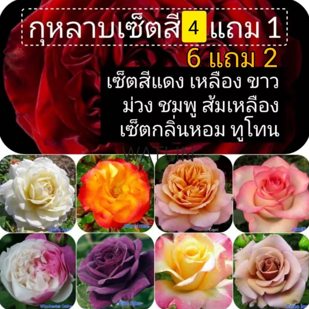 ซื้อ 4 แถม 1 ต้นกุหลาบ แบบเซ็ต เซ็ตสีแดง เหลือง ส้ม ชมพู ม่วง เหลือง ขาว ทูโทน มีกลิ่นหอม