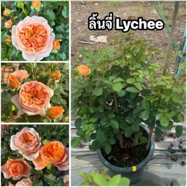 กุหลาบ-ลิ้นจี่ Lychee กระถาง 12 นิ้ว) สีส้ม กลิ่นหอมคล้ายลิ้นจี่