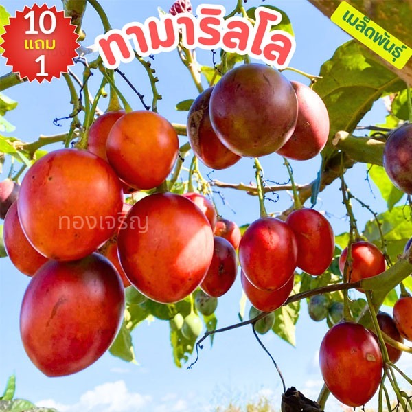 ทามาริลโล🔥10แถม1!!🎯ถูกที่สุด 10 บ.🎯เมล็ดพันธุ์ทามาริลโล 5 เมล็ด🌿มะเขือเทศต้น☘️อายุยืน☘️รสชาติดี🌿ลูกดกตลอดปี