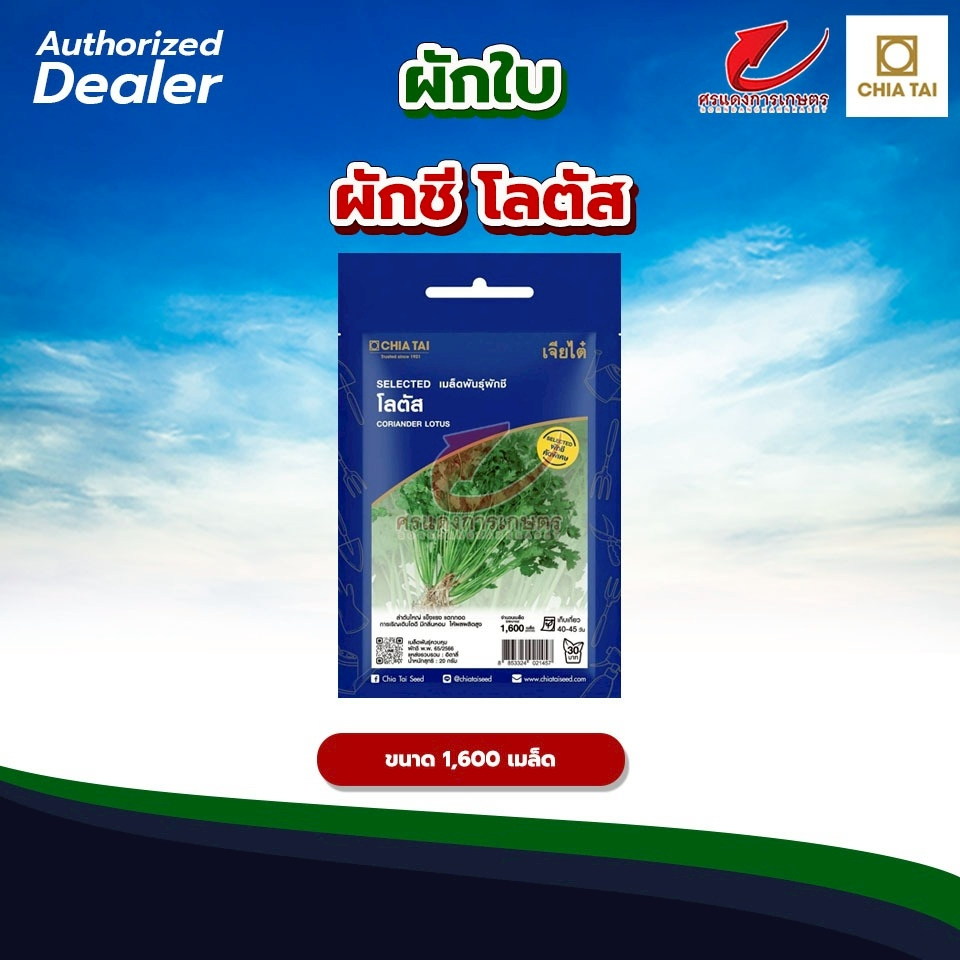 Easy ผักชี โลตัส ซ. 20 g