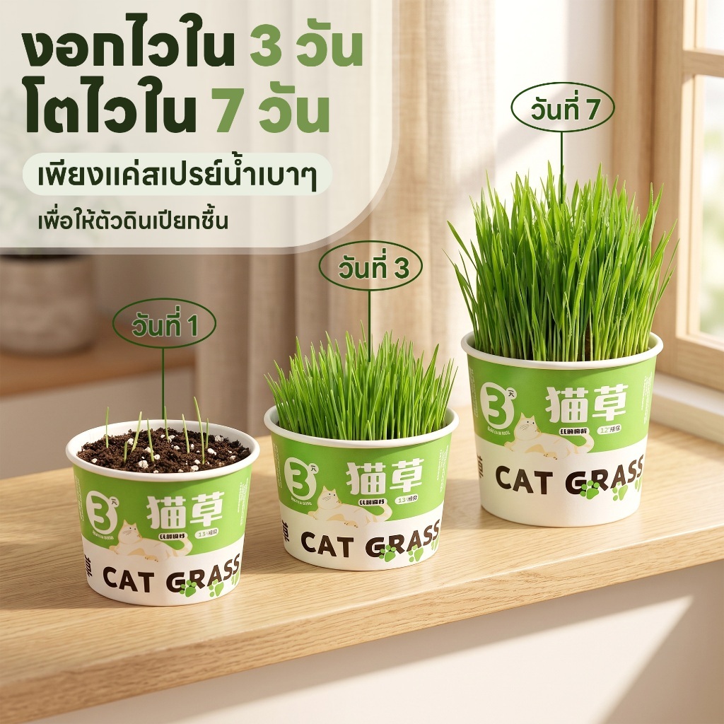 yoyopet : หญ้าแมว ชุดปลูกข้าวสาลี ชุดหญ้าออร์แกนิคพร้อมปลูก วิตามินแมว สำหรับหมา,แมว,หนู,กระต่ายฯลฯ รูปที่ 9