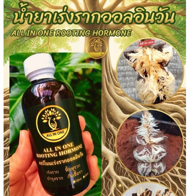 น้ำยาเร่งรากเทพออลอินวัน