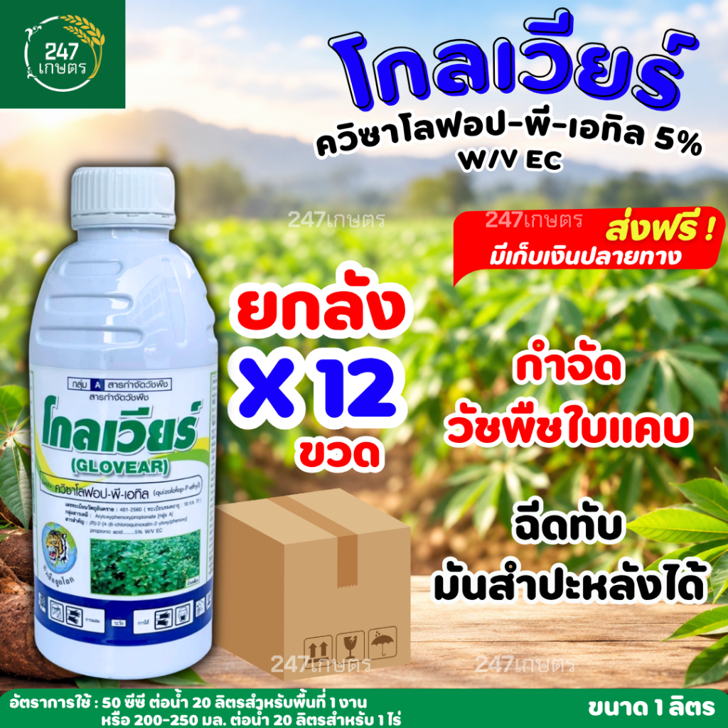 **ยกลัง12ขวด**โกลเวียร์ 1 ลิตร (ควิซาโลฟอป-พี-เอทิล) สารกำจัดวัชพืชใบแคบทุกชนิด พ่นทับมันสำปะหลัง ถั่วเหลือง พืชใบกว้าง