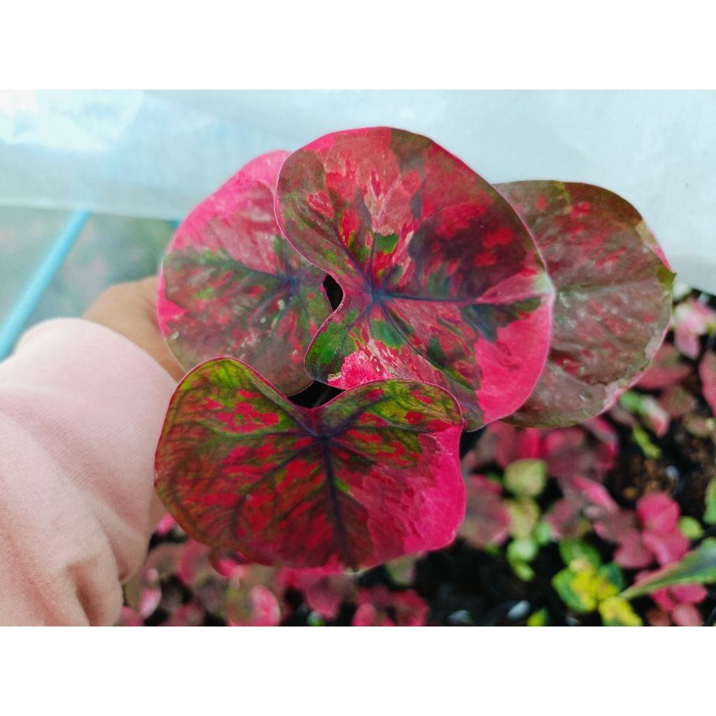 ต้นบอนสี ปีศาจแดง เป็นบอนแดงป้ายขาว มีหลากหลายหน้า ใบปัอม และดก ยิ่งโตยิ่งสวย