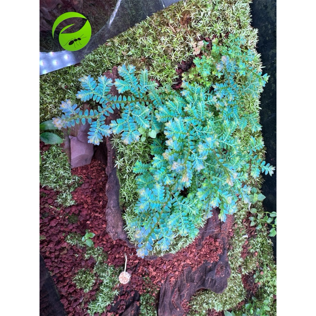 Natural formicarium jungle tree look