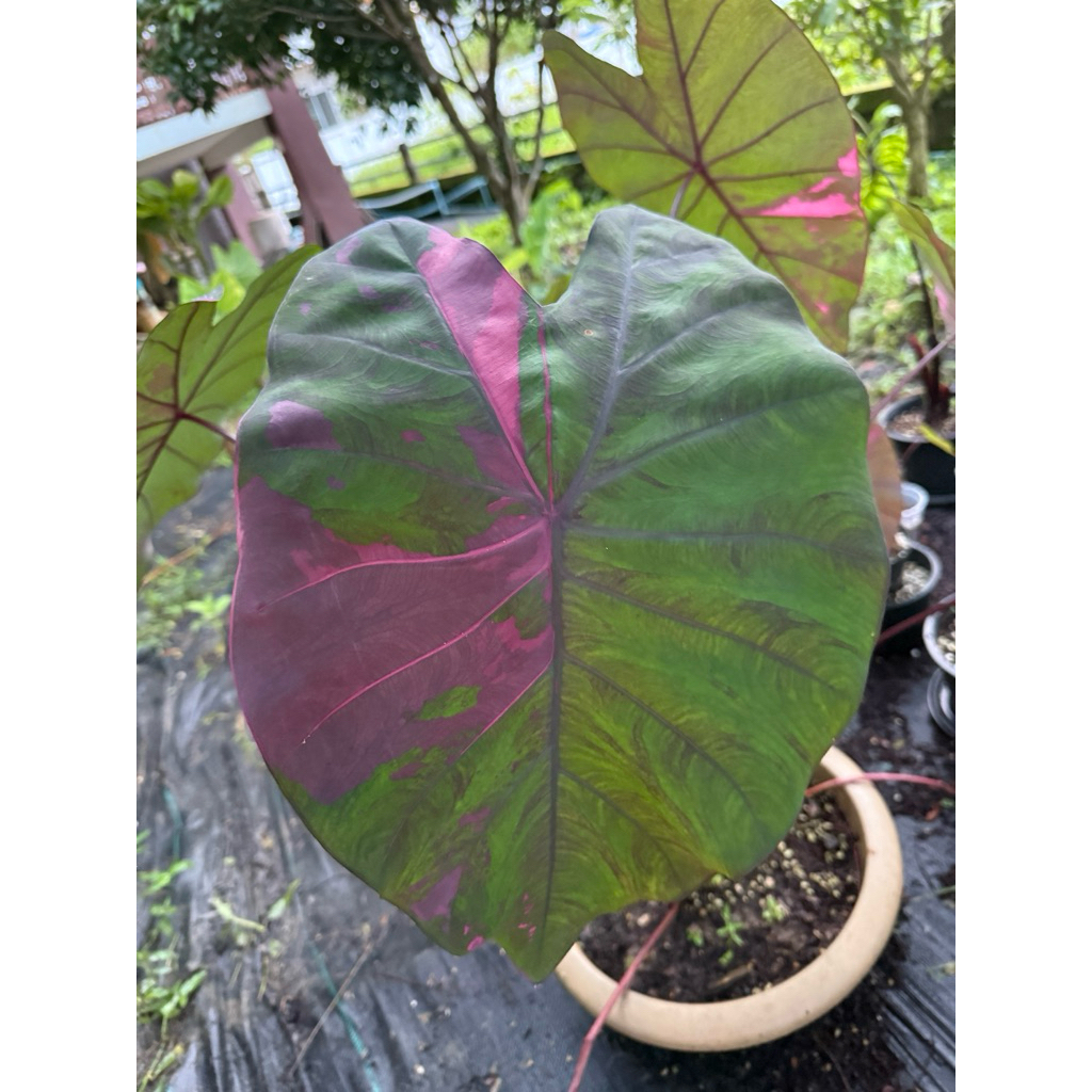 โคโลคาเซีย บอนนาไทย นับดาว Colocasia Nab daw - รูปที่ 2