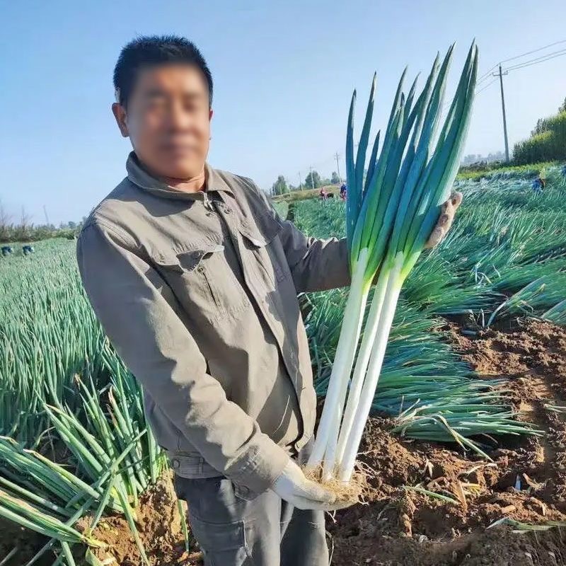 Giant Green Onion Seed - บรรจุ 300 100% Spring Onion Seeds for Planting Vegetable Seeds Onion Plants