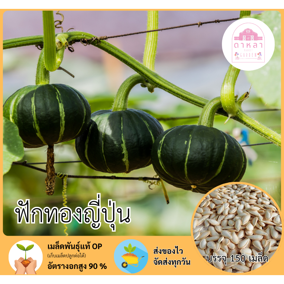 เมล็ดฟักทองญี่ปุ่น 150 เมล็ด