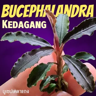 บูเซปเคดาแกง ‘แดง’ (ก็อตซิลล่า) เลือกขนาดได้ – Bucephalandra Kedagang 'Red' (Godzilla) ต้นไม้น้ำ
