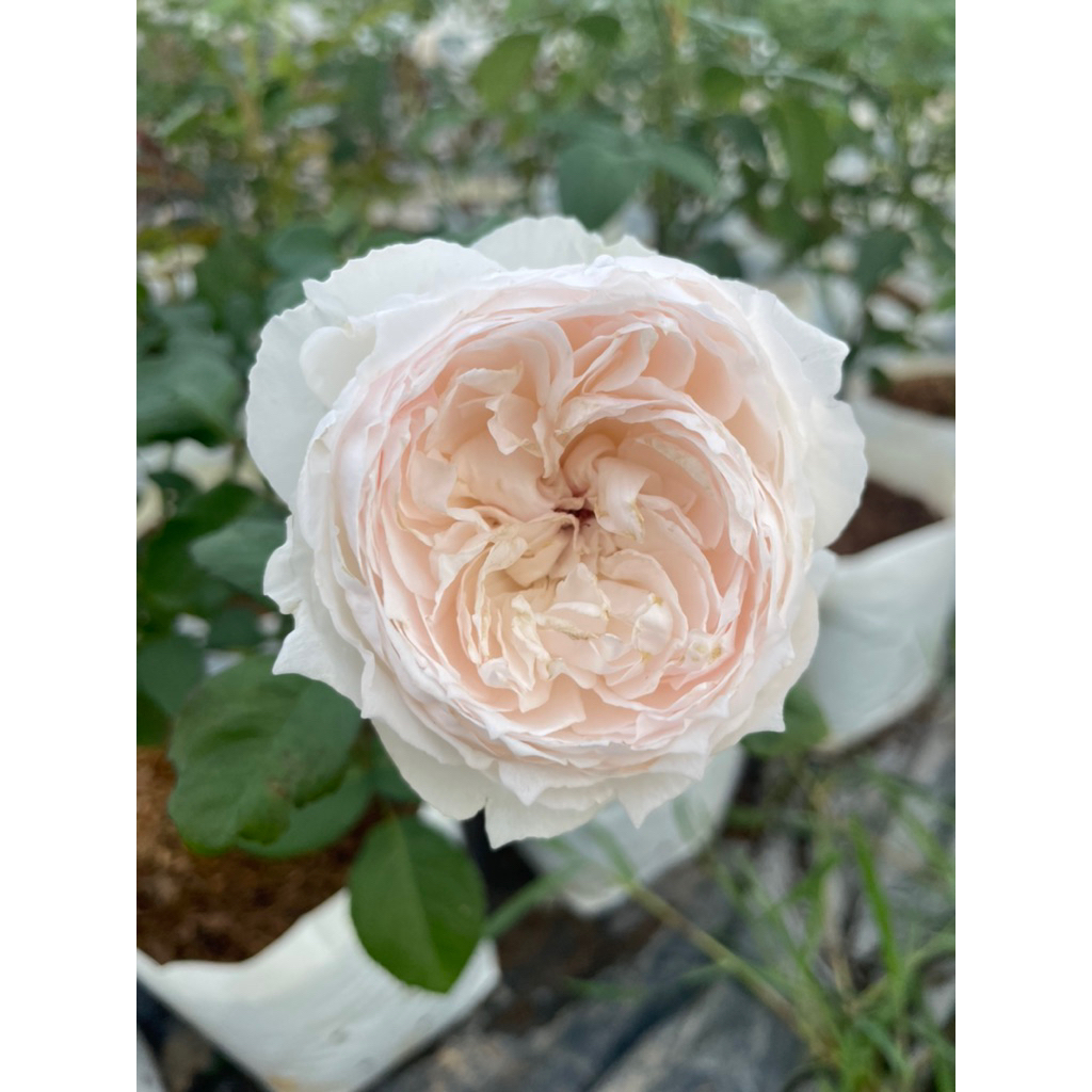 กุหลาบ PNW หรือ (Pretty Nina White) ดอกสีขาว ทรงถ้วย