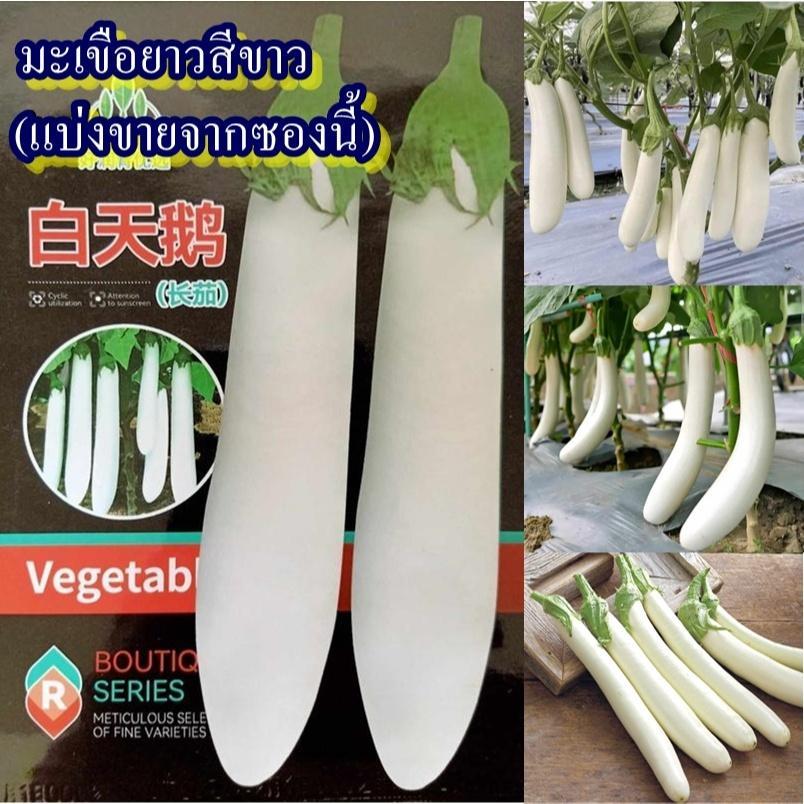 120+ เมล็ด เมล็ดมะเขือยาวสีขาว (ปลูกง่าย ผลยาวสีขาว รสชาติหวานกรอบ ออกผลดก ทานสดได้ ทำเมนูได้หลายเมนู ผัด ลวก แกง อ่อม)