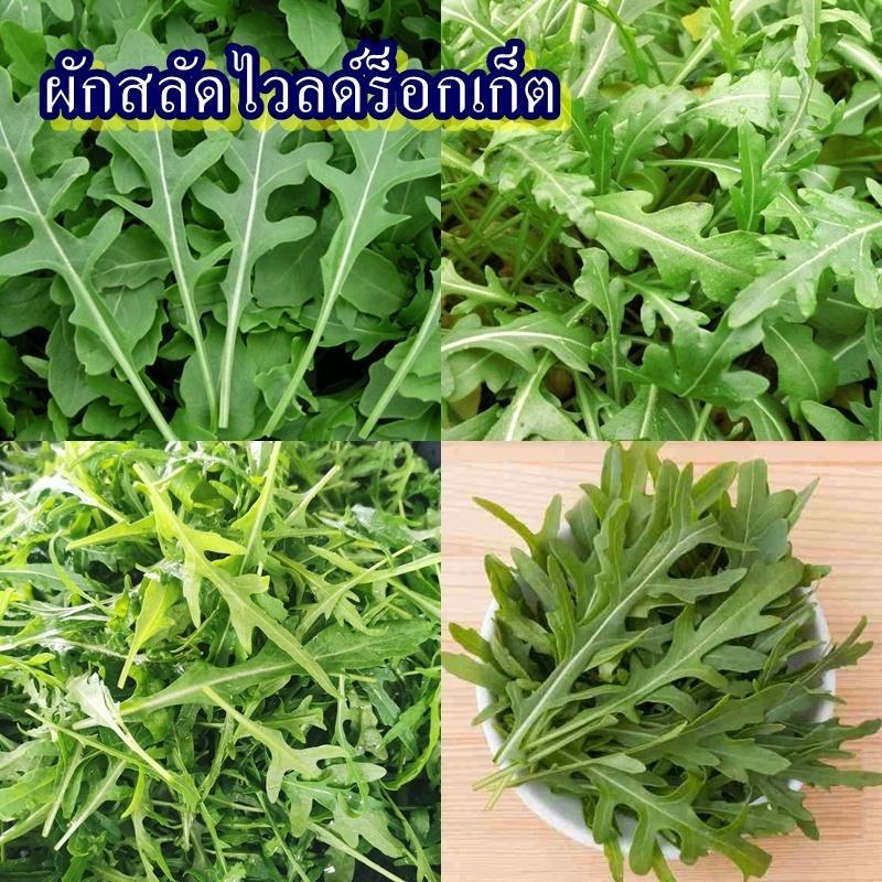 800+ เมล็ด เมล็ดผักสลัดไวลด์ร็อกเก็ต (ปลูกง่าย ใบเขียวเรียวยาว ขอบใบหยักลึก คล้ายซี่เลื่อย รสชาติเผ็ดเล็กน้อย)