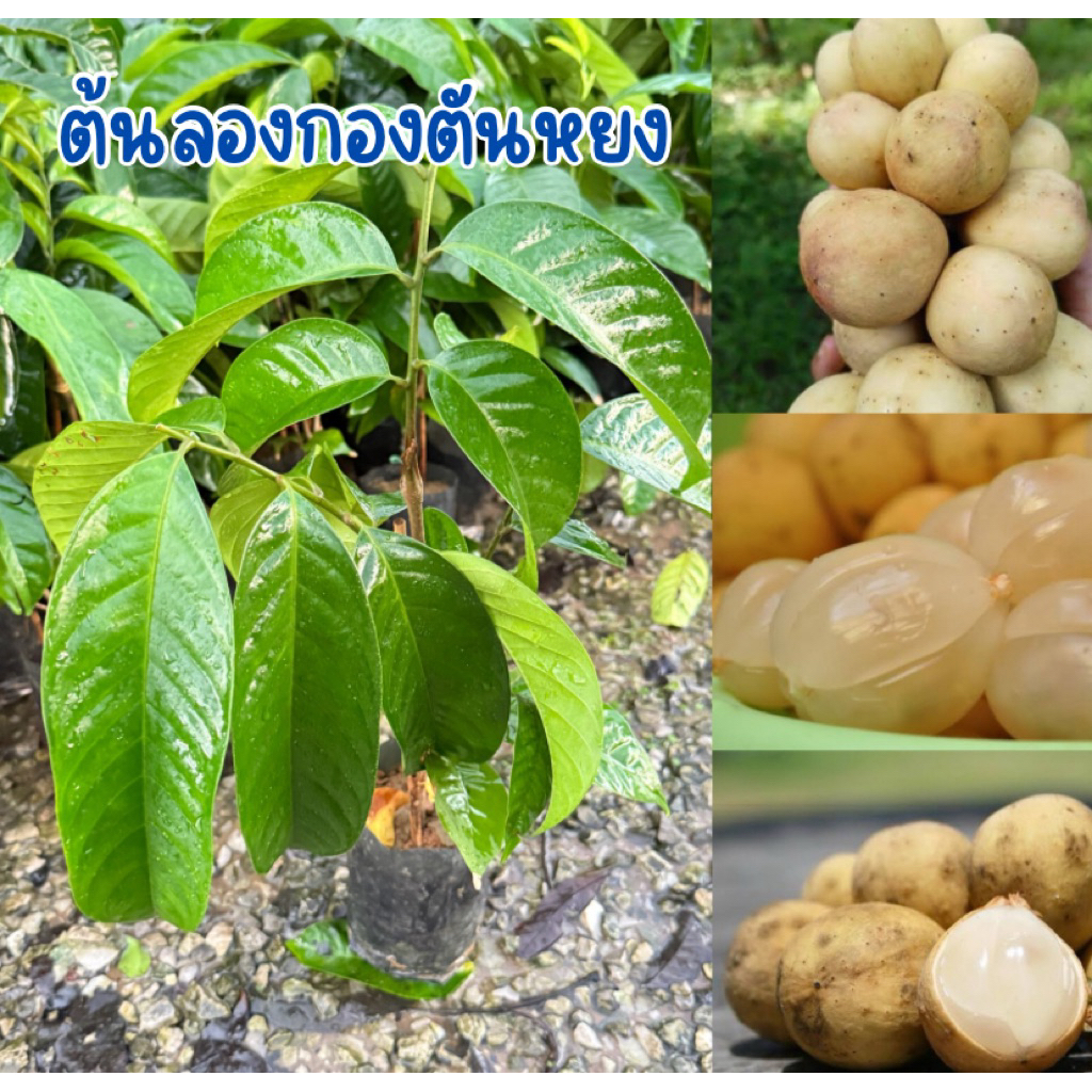 ต้นลองกองตันหยงมัส กิ่งเสียบยอดขนาด30-40cmพร้อมปลูกได้เลย