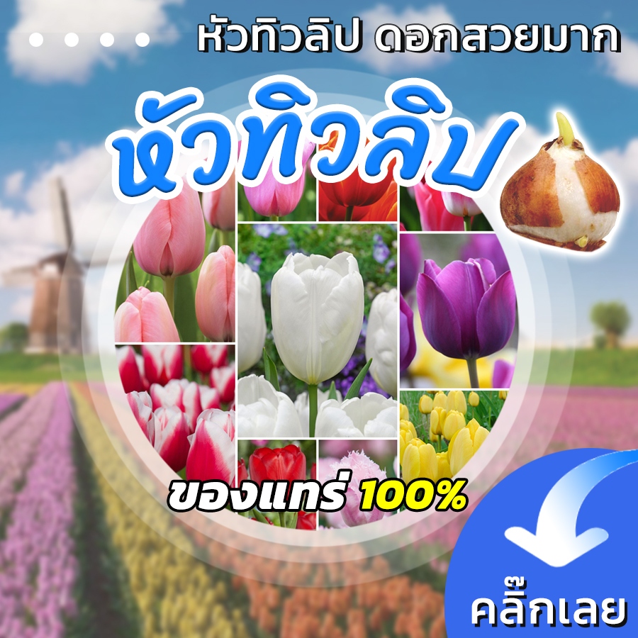 พร้อมส่ง หัวทิวลิป ดอกสวยมาก มีหลายสีให้เลือก Wanthai ขายหัวลิลลี่ ทิวลิป ปลูก ไฮยาซิน