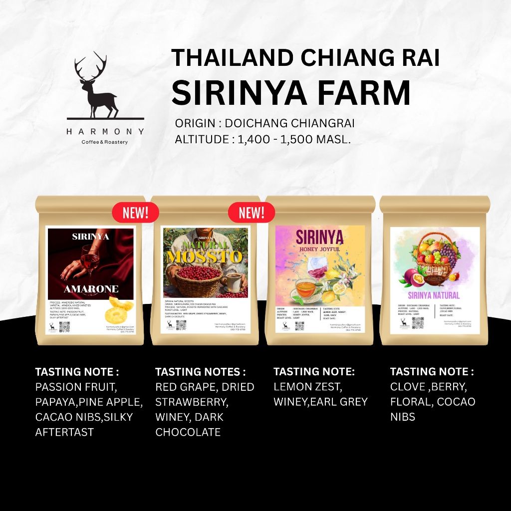 เมล็ดกาแฟ Thailand Chiang Rai - Sirinya Farm : Harmony Coffee เมล็ดกาแฟคั่วอ่อนศิริญญา ดอยช้าง