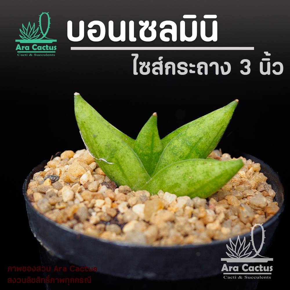 สวนขายเอง! ลิ้นมังกรบอนเซลมินิ Sansevieria Boncel Mini ไซส์กระถาง 3 นิ้ว ต้นไม้ประดับ อวบน้ำ ไม้ฟอกอากาศ