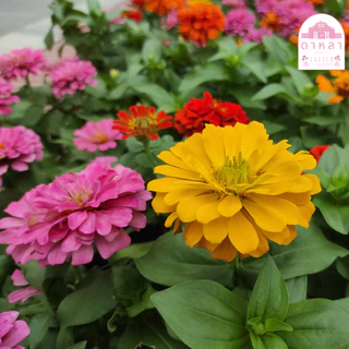 เมล็ดพันธุ์ดอกบานชื่นคละสี 100 เมล็ด