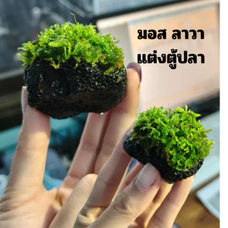 มอส🎏 (เกาะ หินลาวา) 5แถม1
