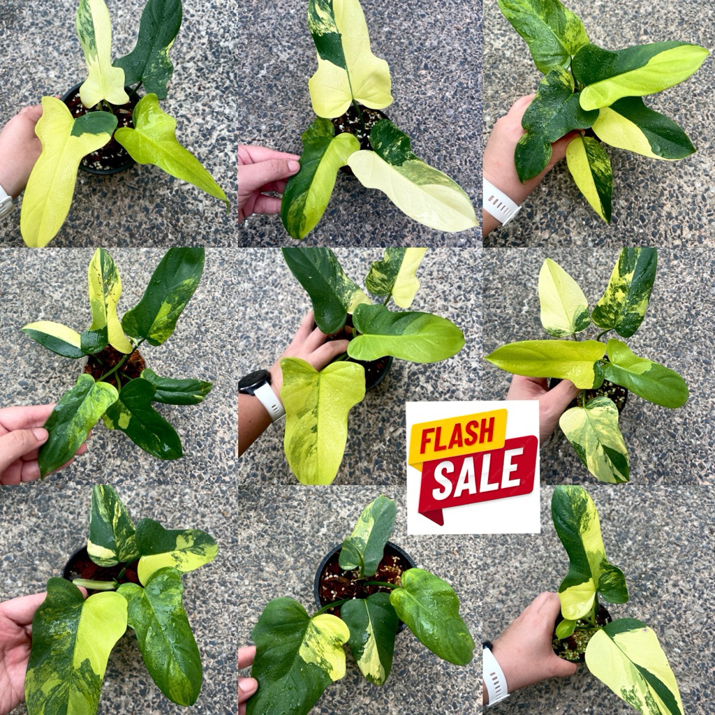 คัดด่างสวย ไวโอลีนด่าง 🌈💖 ฟิโลเดนดรอนไวโอลินด่าง philodendron violin variegated