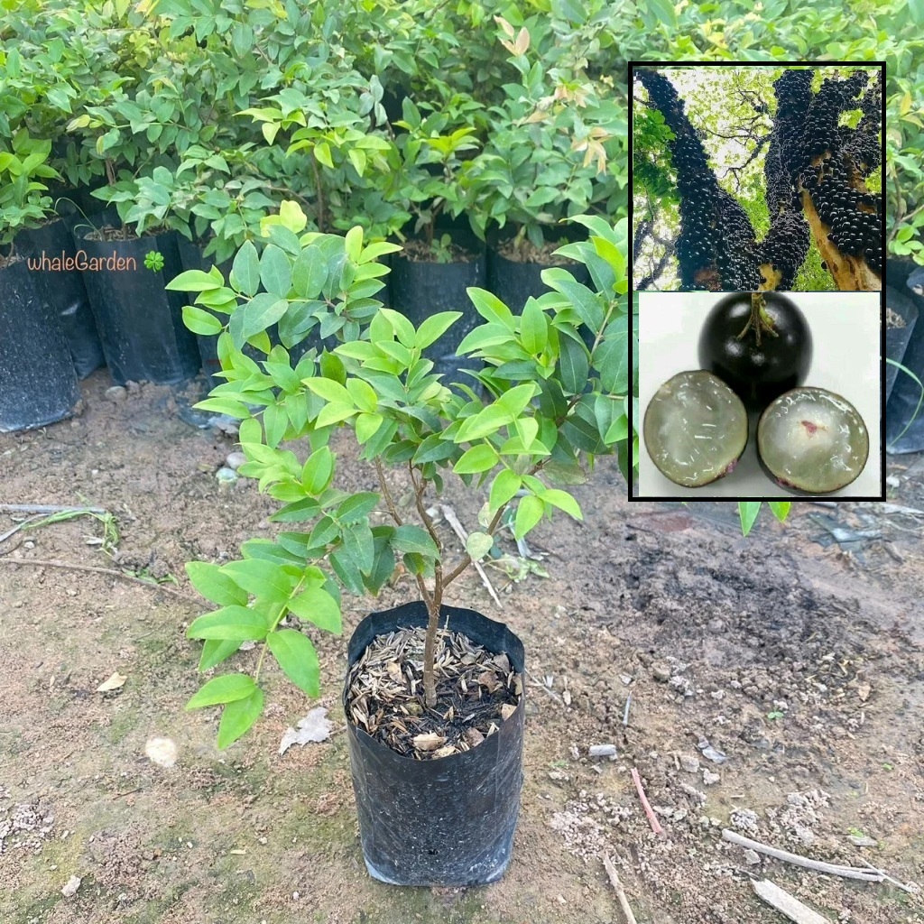 ต้นองุ่นบราซิล องุ่นบราซิล กิ่งชำ (Jaboticaba) ผลไม้แปลก ปลูกได้ทุกพื้นที่ (รับประกัน ส่งใหม่ฟรี หากสินค้าเเสียหาย!!)