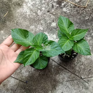 Biquinho Pepper ต้นกล้าพริกไบควินโฮ ในกระถาง3นิ้ว