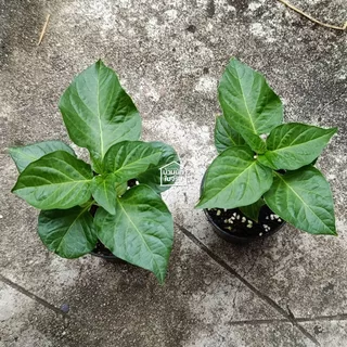 Biquinho Pepper ต้นกล้าพริกไบควินโฮ ในกระถาง3นิ้ว