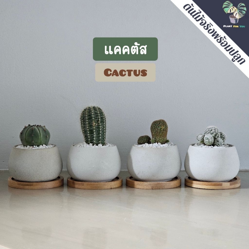 🌵ต้นแคคตัส/ต้นกระบองเพชร cactus หลายชนิด พร้อมกระถางครบชุดพร้อมปลูก