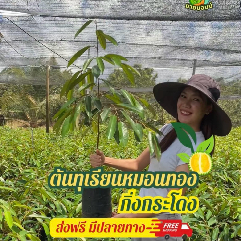 ต้นทุเรียนหมอนทอง กิ่งกระโดง ถุงเบอร์10 สูง 1.2 เมตร (1ต้น) ส่งตรงจากแปลงเพาะพันธุ์ จันทบุรี