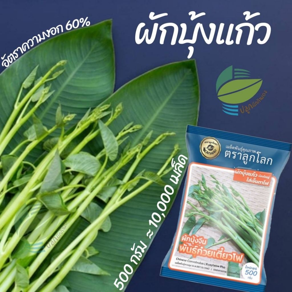 เมล็ดผักบุ้งแก้ว  ผักบุ้งแก้ว 10,000 เมล็ด (500g) ต้นอ่อนผักบุ้ง