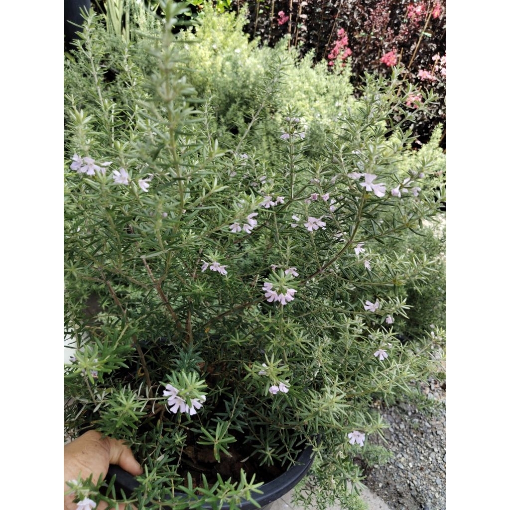 ต้นเวสทริงเจีย Westringia fruticosa หรือ Coast Rosemary