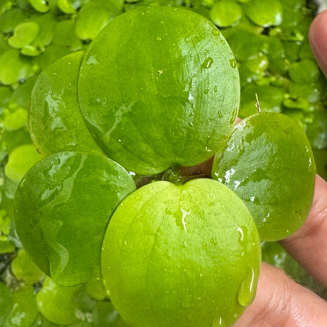 จอกเขียวญี่ปุ่น (Lemna minor) ☘️ เซต 5 ต้น