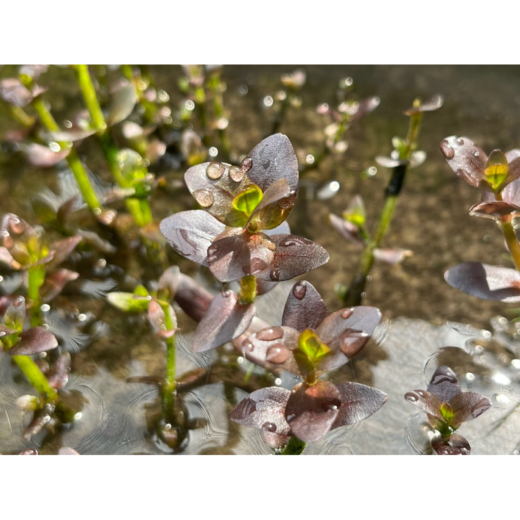 ต้นไม้น้ำ บาโคป้าม่วงเพ๊อเพิล bacopa salzmannii purple ใบบก