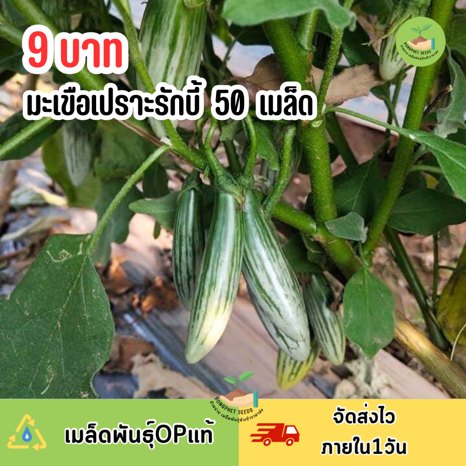 พิเศษ9บาท มะเขือรักบี้ 50 เมล็ด