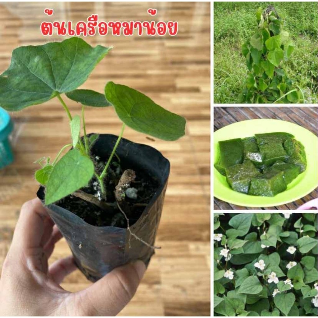 🌱✨ ต้นเครือหมาน้อย ✨🌱✅ ชุดละ 4 ต้น 80 บาท พร้อมส่ง 📦🌱สมุนไพรพื้นบ้าน ปลูกง่าย โตไว 🍃