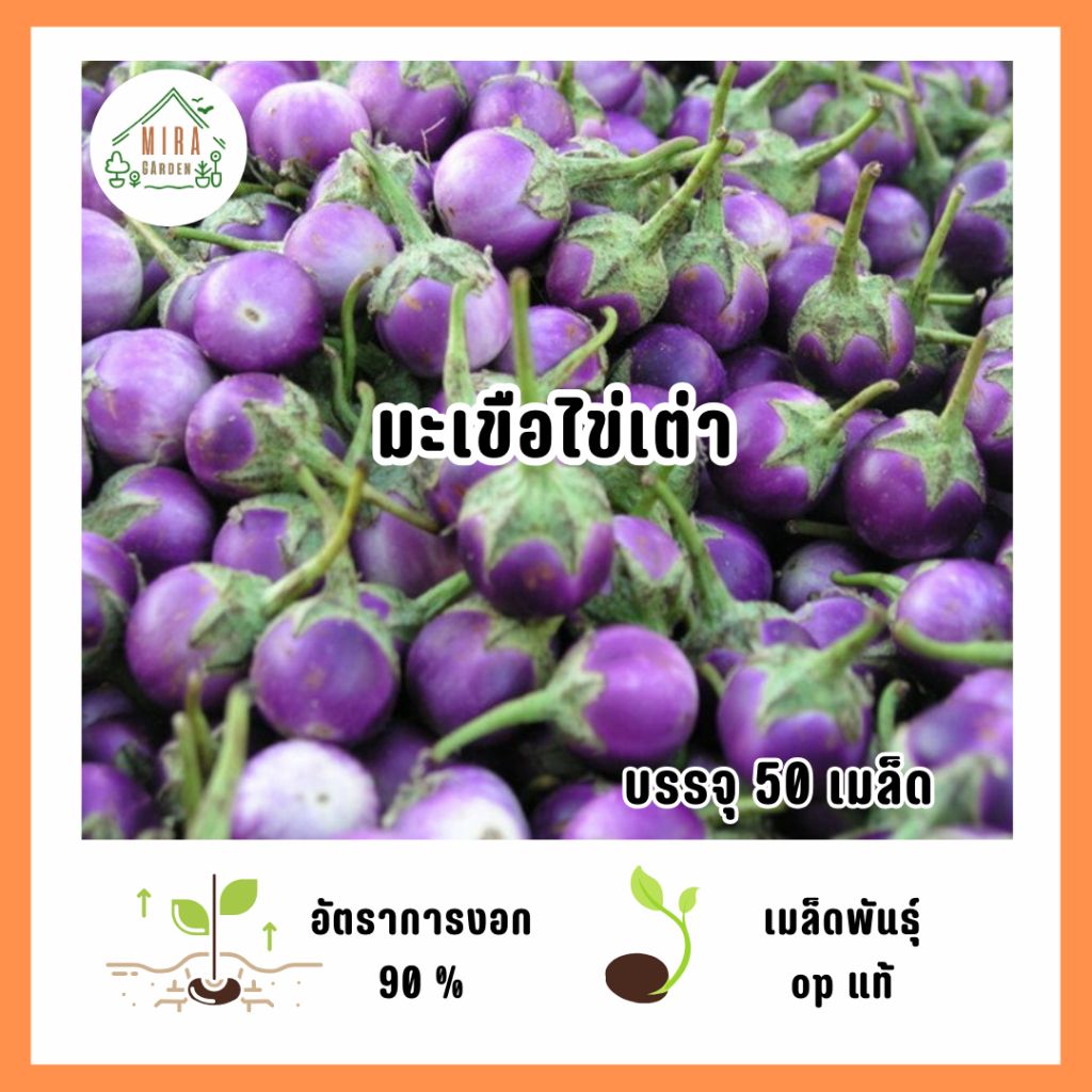 เมล็ดพันธุ์มะเขือไข่เต่า 50 เมล็ด