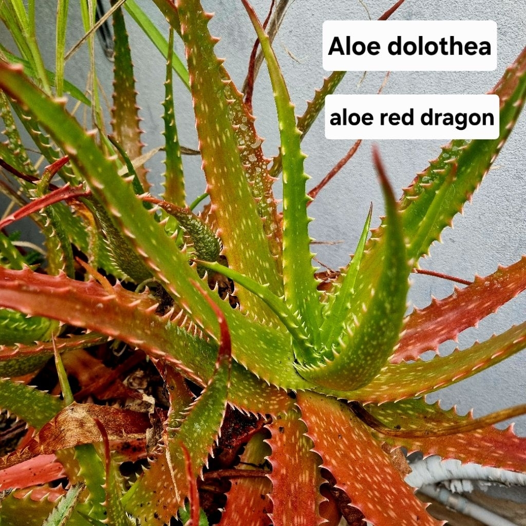 aloe dolothea aloe red dragon อโรเวร่า ว่านหางจระเข้