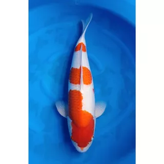 Inazuma Koi สูตรเร่งโต 10 Kg. อาหารปลาคาร์ฟเกรดพรีเมียม โปรตีนสูง สำหรับปลาคาร์ฟ ปลาทอง ปลาสวยงาม