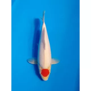 Inazuma Koi สูตรเร่งโต 10 Kg. อาหารปลาคาร์ฟเกรดพรีเมียม โปรตีนสูง สำหรับปลาคาร์ฟ ปลาทอง ปลาสวยงาม