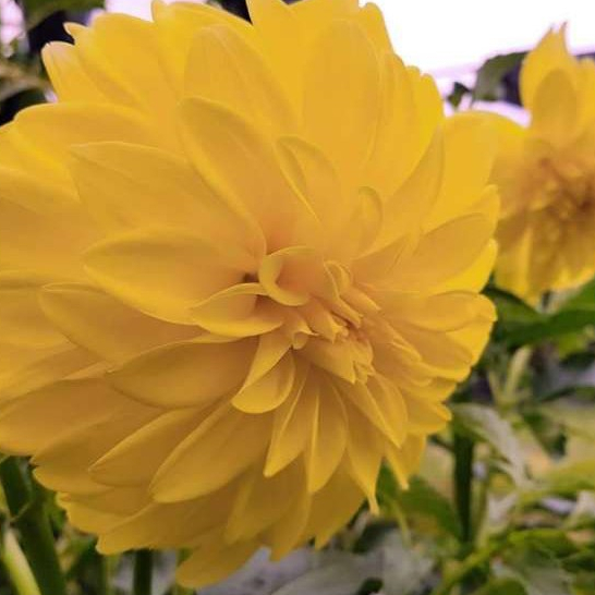 1 เหง้า ดอกรักเร่ ดอกดาห์เลีย Dahlia Dahlia Golden Shine