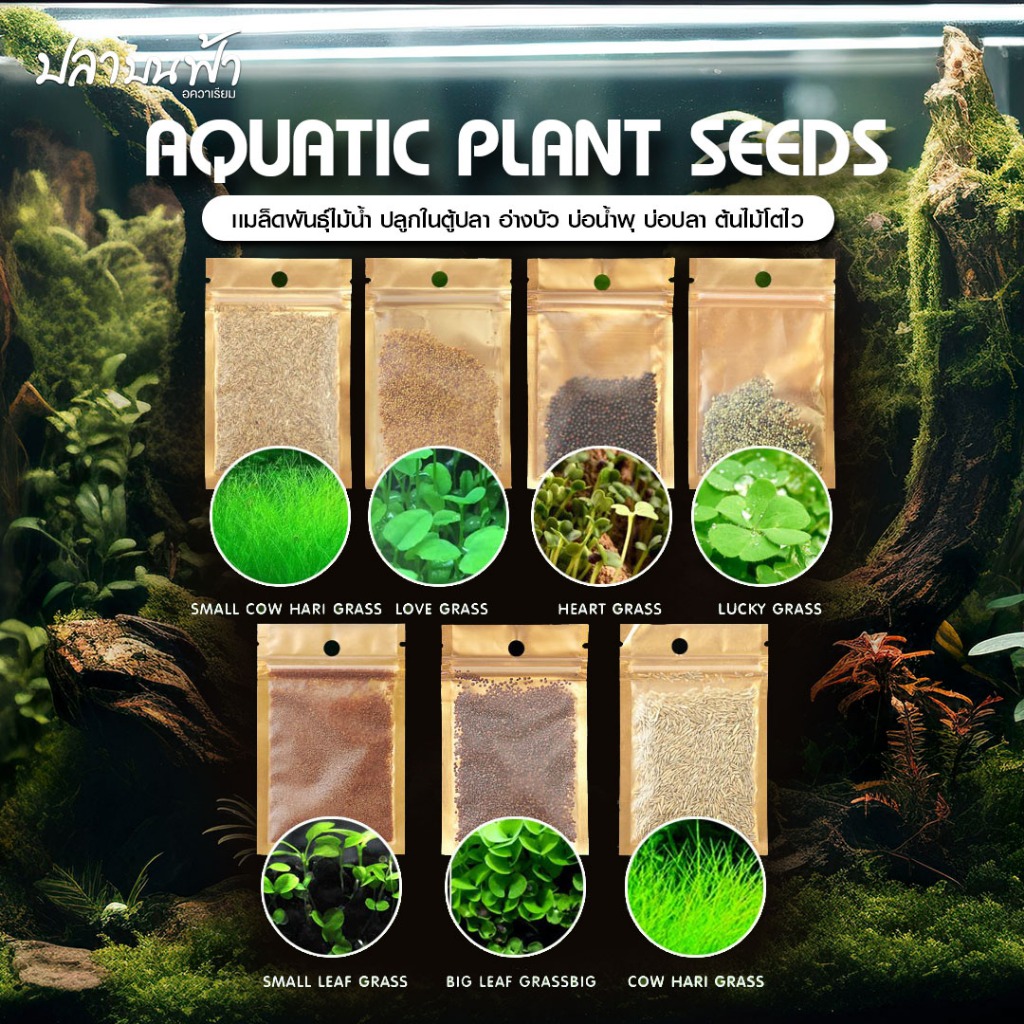 เมล็ดพันธุ์ไม้น้ำ 5 กรัม  สำหรับปลูกตกแต่งตู้ปลา ตู้ไม้น้ำ ช่วยสร้างระบบนิเวศให้กับตู้ปลา ปลูกง่าย โตไว