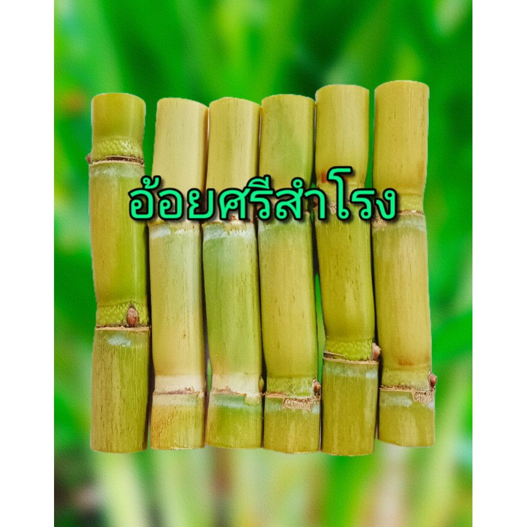 อ้อยศรีสำโรง อ้อยพันธุ์ใหม่ อ้อยคั้นน้ำ อ้อยควั่น กลิ่นหอม ความหวานมาก ( คัดท่อนพันธุ์ุ 20 ข้อตา ตัดสด)