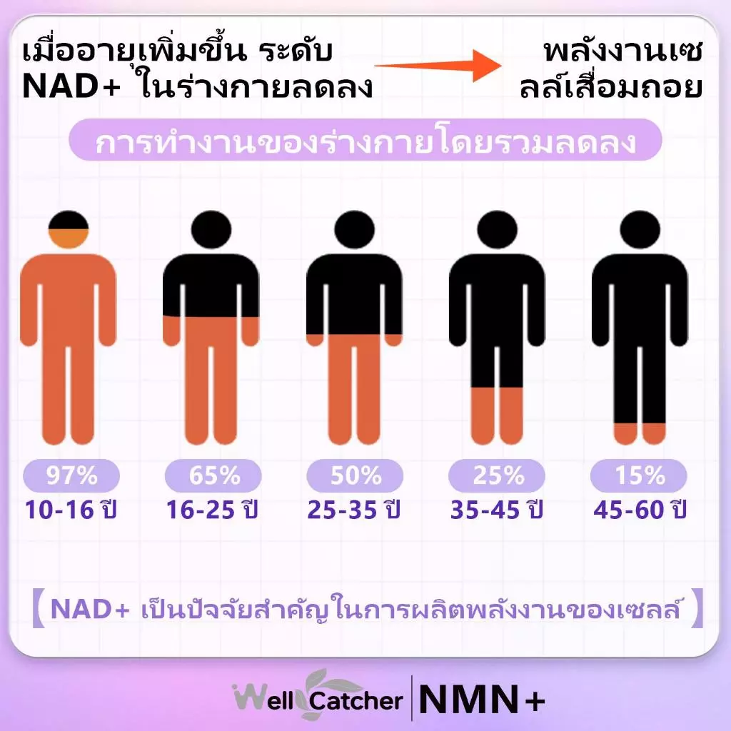 Wellcatcher NMNREV500 ผลิตภัณฑ์เสริมอาหาร thumbnail 8