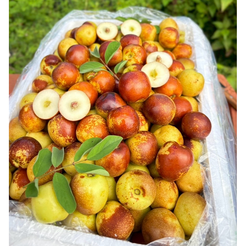 พุทราช็อกโกแลต 500 กรัม  กรอบ อร่อย (แพ็คถุงตาข่าย)