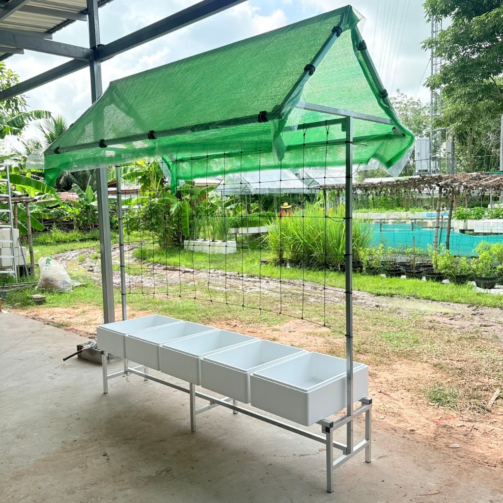 โรงเรือนทรงจั่วปลูกแตงกวา มะเขือเทศ ถั่วพู อัญชัน ไม้เลื้อย พร้อมตาข่ายเชือกไนล่อน วางได้ 5 กล่อง -เกษตรกรรมยั่งยืน