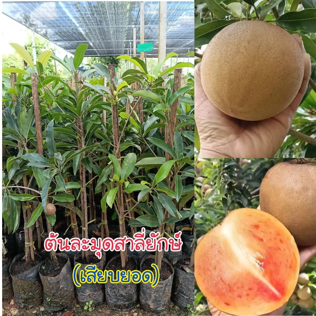 ต้นละมุดสาลี่ยักษ์เวียดนาม (เสียบยอด) พันธุ์แท้ 100% ต้นที่จัดส่งสูง 60-80 เซนติเมตร