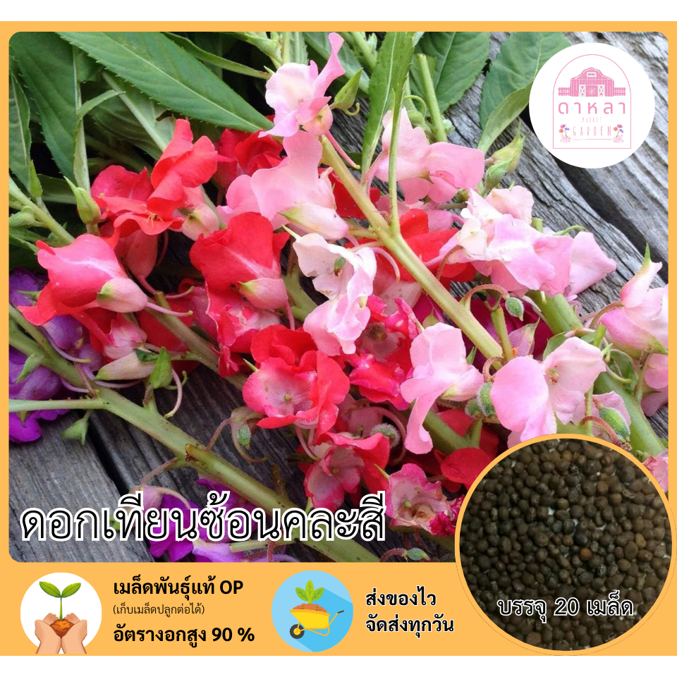 ดอกเทียนซ้อนคละสี 20 เมล็ด