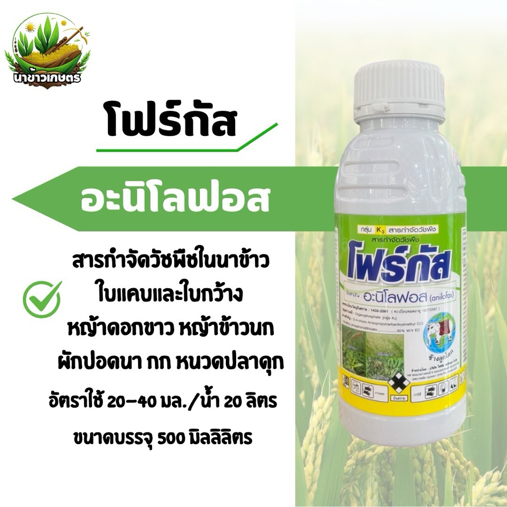 อะนิโลฟอส โฟร์กัส 500ซีซี กำจัดหญ้าข้าวนก หญ้าดอกขาว ผักปอดนา กก